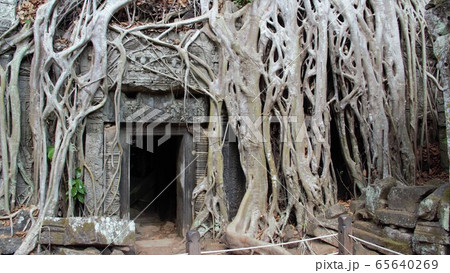 tree roots at ta prohm temple angkor wat siem reap 65640269