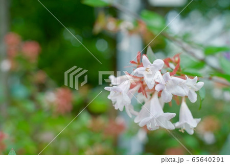 オオベニウツギ 65640291