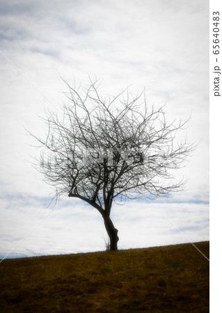 Silhouette of a plant alone in a meadow 65640483