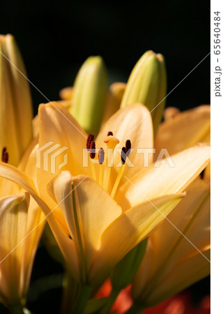 Yellow Madonna lily flower Lilium candidum with 65640484