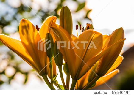 Yellow Madonna lily flower Lilium candidum with Yellow Madonna lily flower Lilium candidum with 65640499