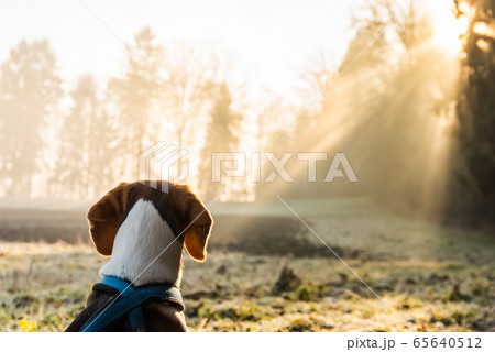 Beagle dog on field in the morning looking into Beagle dog on field in the morning looking into 65640512