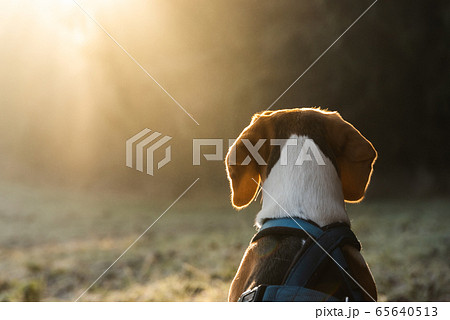 Beagle dog on field in the morning looking into 65640513