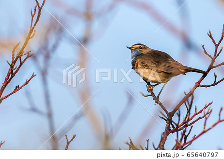 White-spotted bluethroat  65640797