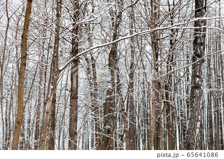 bare brown tree trunks in snowy forest in winter 65641086