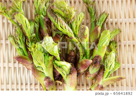 たらの芽　タラの芽　タラノメ　たらのめ 65641892