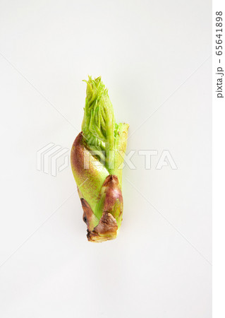 たらの芽　タラの芽　タラノメ　たらのめ 65641898