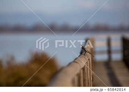 Wooden deck with bird, lake VIstonida, Greece 65642014