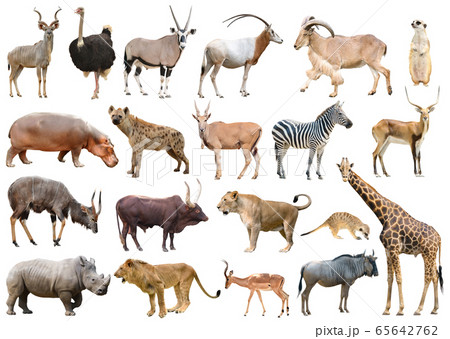 collection of africa animal isolated collection of africa animal isolated 65642762