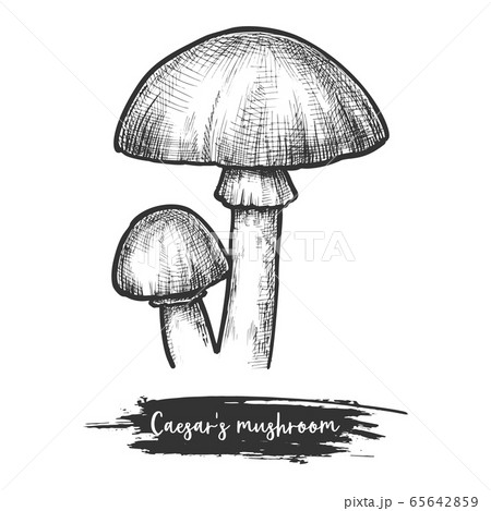 Caesars mushroom sketch. Europe shroom, vector illustration 65642859