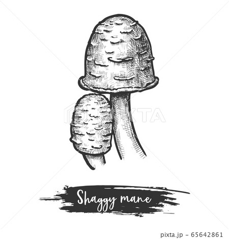 Isolated shaggy mane mushroom or lawyer s wig 65642861