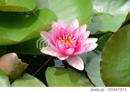 睡蓮 65642971