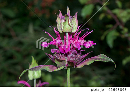 Monarda didyma is growing on a green meadow. Monarda didyma is growing on a green meadow. 65643043