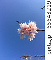 青空の中に浮かぶ桜 65643219