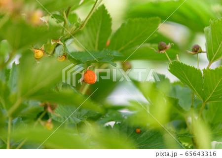 黄色いカジイチゴの実 黄色いカジイチゴの実 65643316