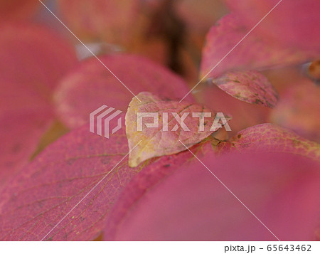 赤い葉っぱ、小さな葉っぱ 65643462