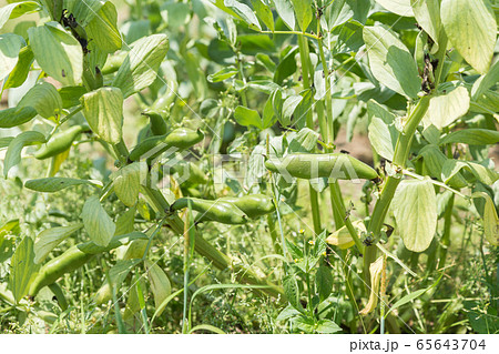空豆畑 65643704
