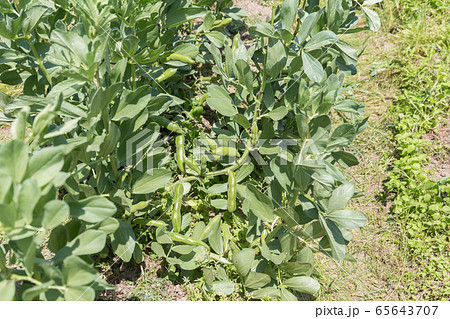 空豆畑 65643707