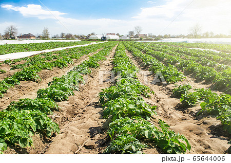 Rural landscape of plantation field of young potato bushes on a sunny day. Agroindustry, cultivation. Farm for growing vegetables. Fresh green greens. Plantation on fertile Ukrainian black soil. 65644006