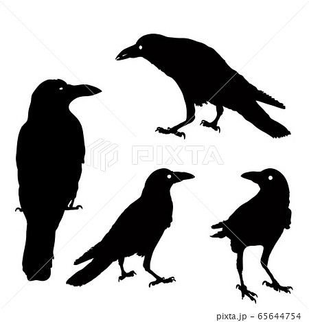 silhouette of a crows in different positions. vector illustration. black ravens on grey. Isolated. rook illustration. 65644754