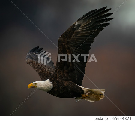 Bald Eagle flying in dark background above the Susquehanna River in Maryland 65644821