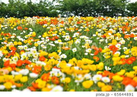 春色のお花畑 65644891