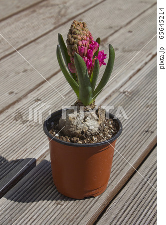 ヒヤシンス 花 春 65645214