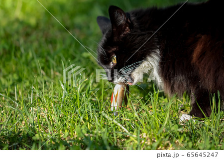 Black cat eating fresh fish on the grass Black cat eating fresh fish on the grass 65645247