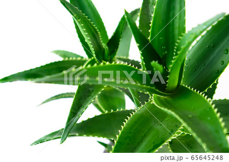 Aloe with bright green leaves and drops of water close-up side view. Aloe with bright green leaves and drops of water close-up side view. 65645248