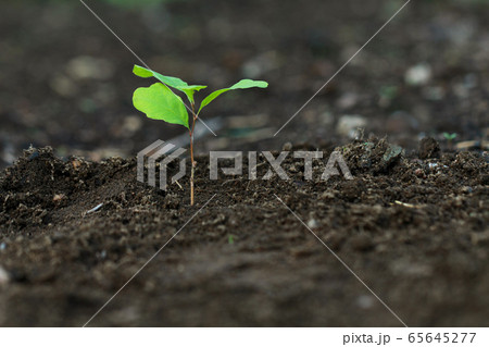 Small oak plant isolated on the dark soil Small oak plant isolated on the dark soil 65645277