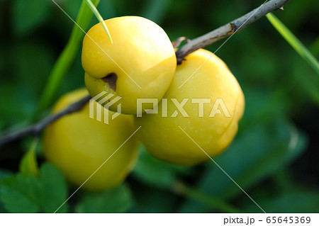 Ripe yellow quince fruits grows on quince tree with green foliage 65645369