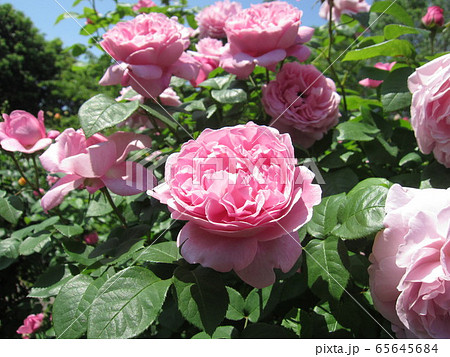 青空に向かって咲く満開のピンクのバラ 品種 メアリーローズ の写真素材