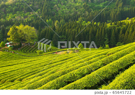 緑茶畑 緑 風景 65645722