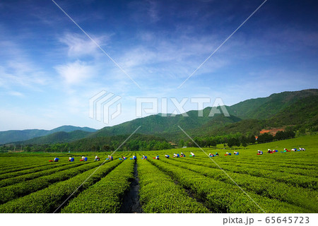 緑 風景 山 65645723