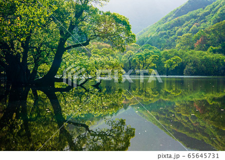 青松 貯水池 マルバヤナギ 65645731