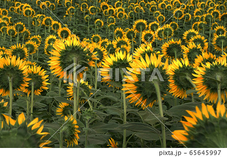 《シュールレアリスム》 ＂背を向けるヒマワリ” 65645997