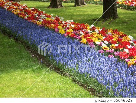 花の小川と小道 花の小川と小道 65646028