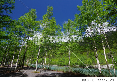 上高地の絶景(初夏の梓川沿い) 上高地の絶景(初夏の梓川沿い) 65647124