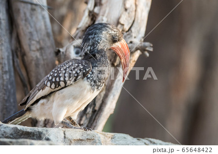 Portrait of a beautifull Northern red-billed hornbill, with huge beak sitting on the branch. Namibia. Africa Portrait of a beautifull Northern red-billed hornbill, with huge beak sitting on the branch. Namibia. Africa 65648422