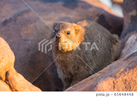 Daman siting on a stone and basking in the sun and looking friendly and with interest. Namibia. Africa. Daman siting on a stone and basking in the sun and looking friendly and with interest. Namibia. Africa. 65648448