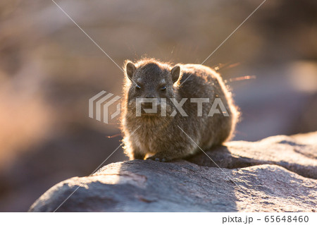 Daman siting on a stone and basking in the sun and looking friendly and with interest. Namibia. Africa. Daman siting on a stone and basking in the sun and looking friendly and with interest. Namibia. Africa. 65648460