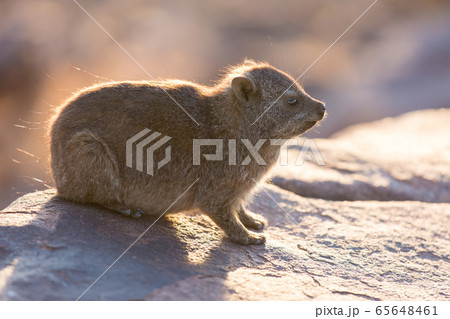 Daman siting on a stone and basking in the sun and looking friendly and with interest. Namibia. Africa. Daman siting on a stone and basking in the sun and looking friendly and with interest. Namibia. Africa. 65648461