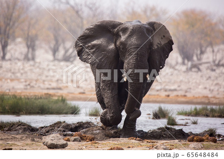 Large herd of elephants drinking water and taking mud baths in waterhole with gently touching each other with huge trunks. Africa. Namibia. Etosha national park. 65648484