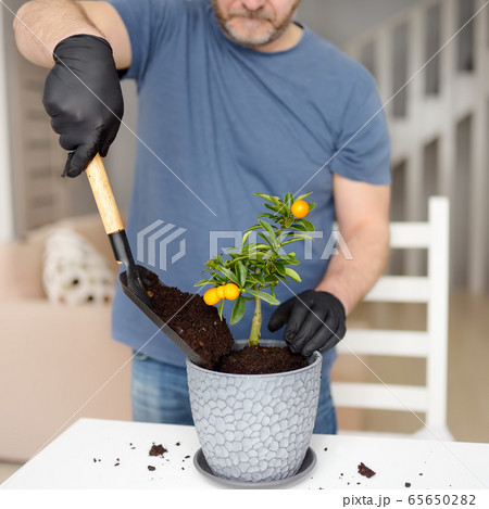 Man transplanting a houseplant calamondin into new Man transplanting a houseplant calamondin into new 65650282