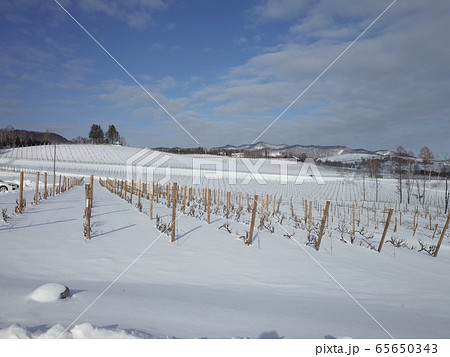 冬のぶどう畑_富良野 冬のぶどう畑_富良野 65650343