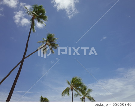ヤシの木と青空_オアフ 65650346