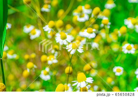 カモミールの花　【愛知県】 65650828