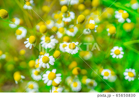 カモミールの花　【愛知県】 65650830