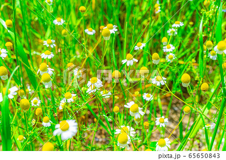 カモミールの花 【愛知県】 カモミールの花 【愛知県】 65650843