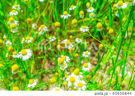 カモミールの花　【愛知県】 65650844